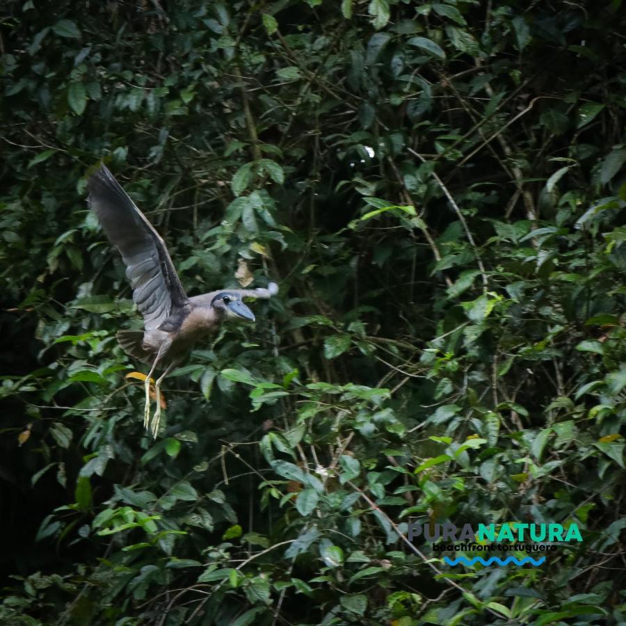 Hotel Pura Natura Beachfront Tortuguero Exteriör bild